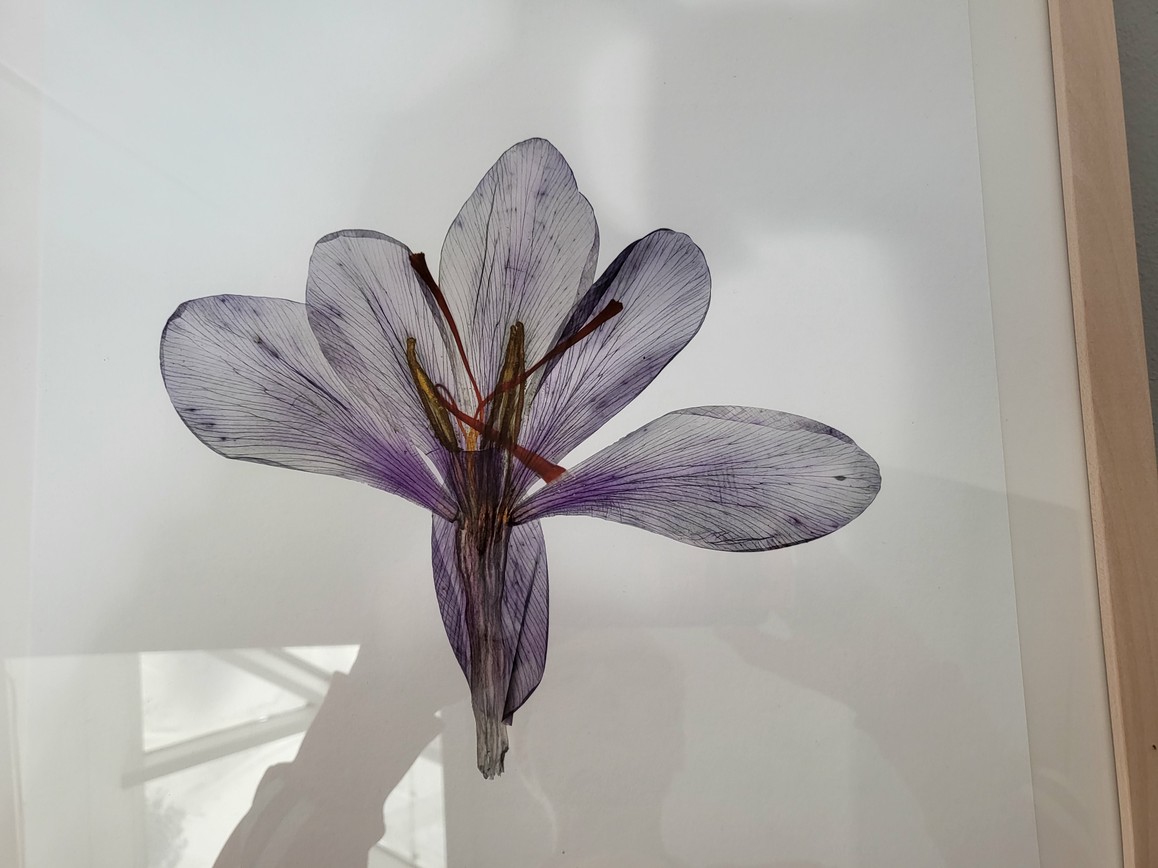 A (lettre A alphabet de fleur), 2022, project crocus sativus, Pigmentdruck auf Papier, 34 x 33 cm, Edition 10
