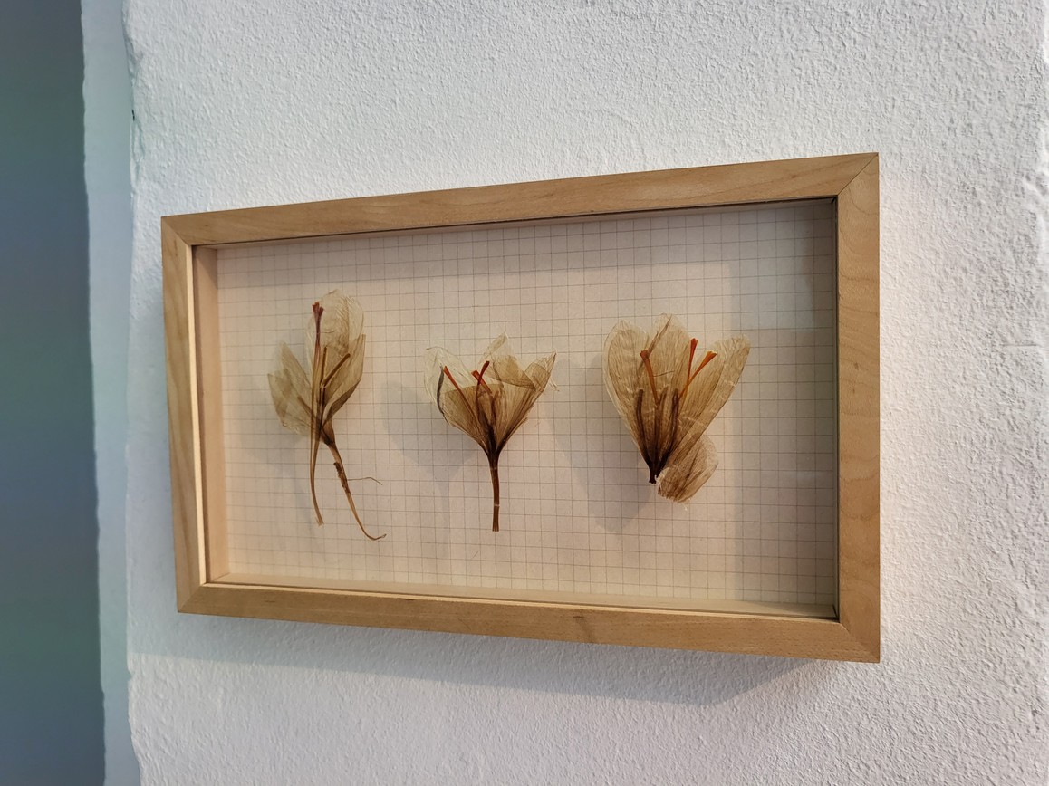 Herbarium Crocus Sativus, 2019, die ersten drei in der Wüste Khorasan (Iran) gefundenen Blüten, Papier aus Skizzenbuch, Rahmen, 12 x 18 cm